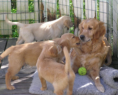 fanta med valpar 2007